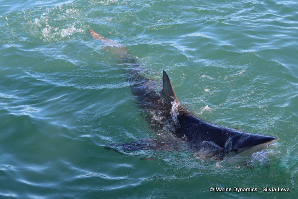 Shark bronze whaler, South Africa